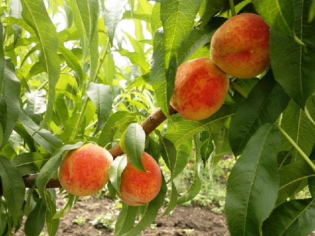 Выращивание персика не такое сложное