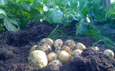 Вырастить ранний картофель можно через рассаду