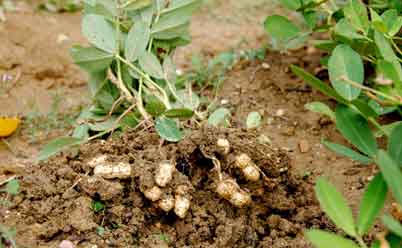 Можно выращивать арахис на солнечном участке