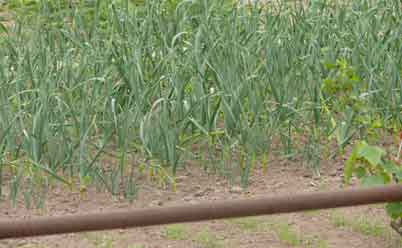 Известковае почвы - один из путей повышения ее урожайности