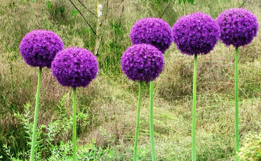 цветок с фиолетовыми цветами шариками