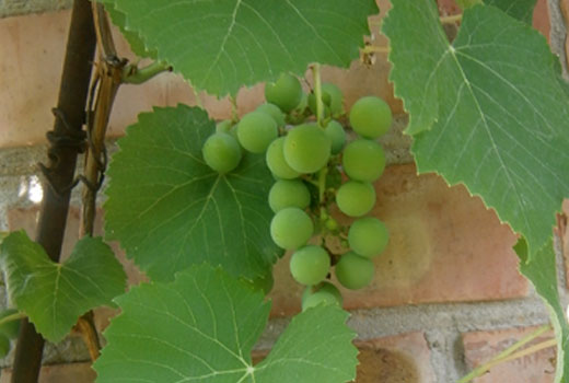 Осыпание винограда может быть вызвано перегрузкой