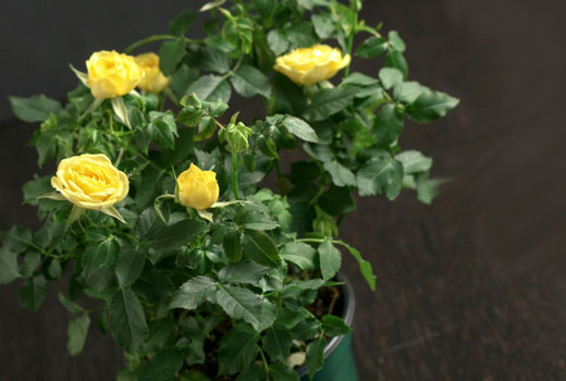 Горшечные розы на балконе - красота