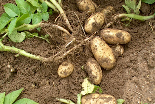Посадка картофеля - на хороший урожай