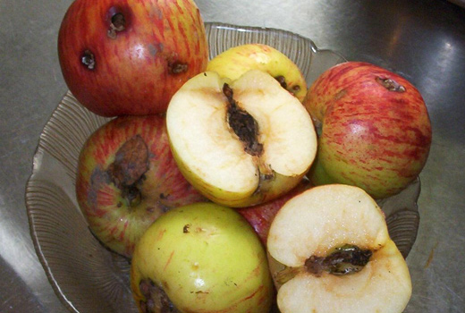 Яблоневая плодожорка не любит запах уксуса и хвои