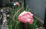 Садовые фигурки своими руками: фламинго