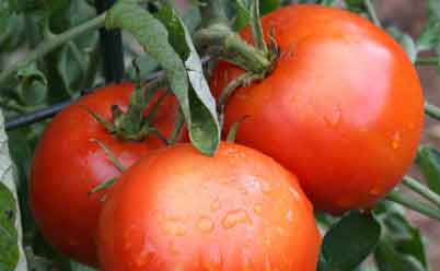 Опрыскивание томатов  сосновой вытяжкой эффективно
