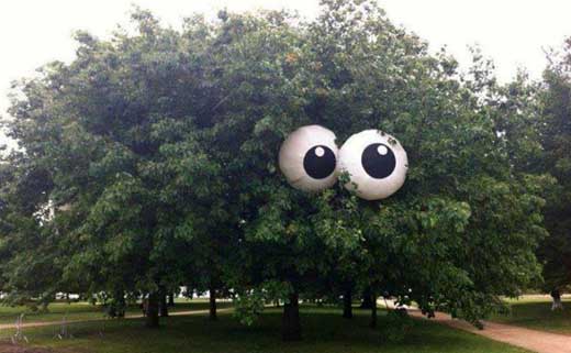 Дерево с глазами 