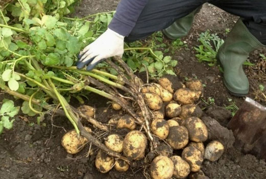 Выращивание раннего картофеля 
