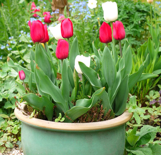 Белые и красные тюльпаны 