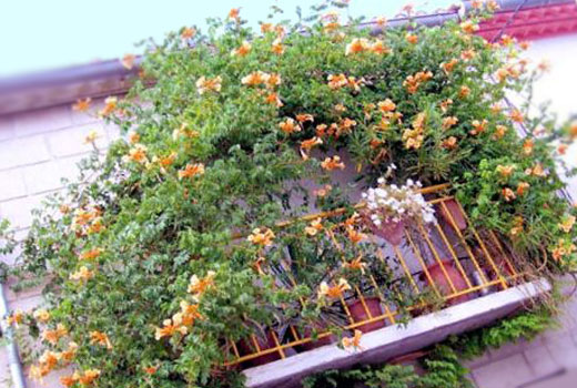 цветы для балкона 