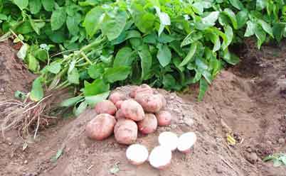 картофель из семян 
