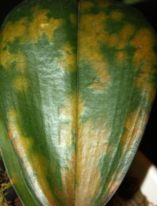 фузариозная гниль на листьях фаленопсиса
