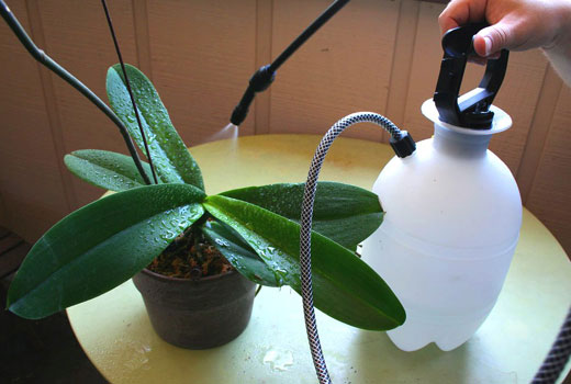 От гнилей орхидей помогают опрыскивания