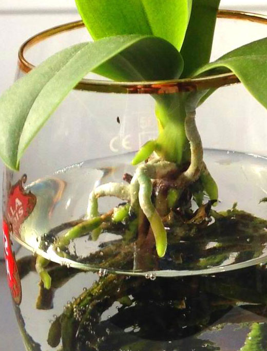Замачивание корней орхидее в растворе фитоцида 