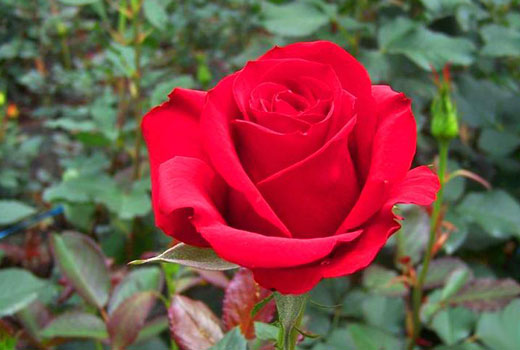 Цветок красной розы